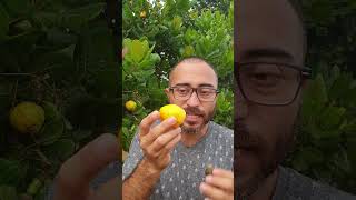 Marañon o Anacardo Mira el video completo aquí httpsyoutubeYiY4v74g1eo plantas frutas campo [upl. by Halbeib641]