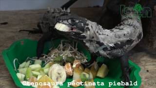 Ctenosaura pectinata piebald [upl. by Gibrian]