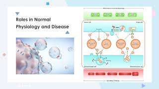 Exosomes Biogenesis amp Therapeutics  Creative Biolabs [upl. by Eciralc836]