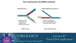 Virology 2014 lecture 7  Viral DNA replication [upl. by Isador219]