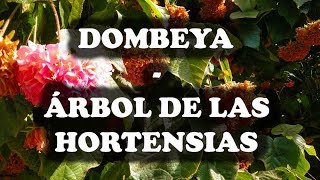 JARDINERIA  Dombeya o Árbol de las Hortensias [upl. by Ahsieuqal]