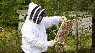 First Time Beehive Inspection [upl. by Floyd]