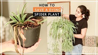 How to Save Drying Spider Plant सूखने से कैसे बचाए मूसली पौधे को  monthly hindi video [upl. by Ahsakat]