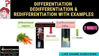 Difference between Differentiation Dedifferentiation amp Redifferentiation with examples [upl. by Madaras859]