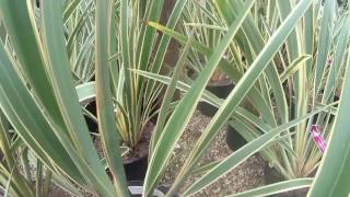 Phormium tenax Variegata 75L Pot at Big Plant Nursery in West Sussex UK [upl. by Auguste]