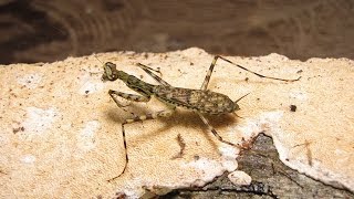 Discovery of 19 New Praying Mantis Species [upl. by Rika]