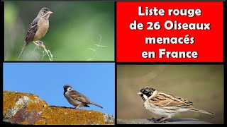 Des OISEAUX MENACES ou en DANGER en FRANCE 12  DOCUMENTAIRE [upl. by Haletta]