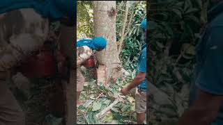 Milla tree cutting down 👇🏻🌲treecutting chainsaw short [upl. by Einnor]