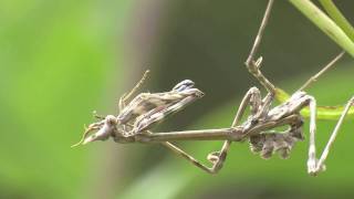 Conehead mantis Empusa Pennata [upl. by Jariv]