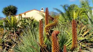 Aloes in Wonderland — Santa Barbaras Rare Plant Nursery [upl. by Lancaster]