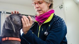 Tierärztin auf vier Rädern Ein Besuch in der ersten mobilen TierarztPraxis im Allgäu [upl. by Olva]