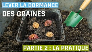 Comment lever la dormance des graines  partie 2 la pratique [upl. by Oal]