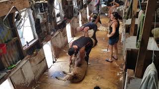 Sheep shearing 2019 [upl. by Aisyat]