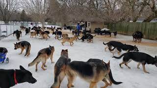 100 German Shepherds playing together [upl. by Sherwynd]