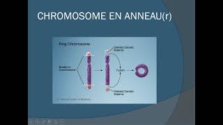 cours anomalies du caryotype [upl. by Ynohtnaeoj]