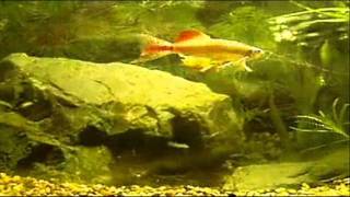 Tanichthys albonubes Meteor minnowwmv [upl. by Yvonne]