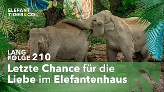 Ein ElefantenGigolo auf Dienstreise Langfolge 210  Elefant Tiger amp Co  ARD [upl. by Minier]