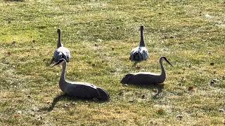 Feathered Friends and Friendly Feasts [upl. by Nabalas]