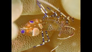 Plongée Martinique Nord Avec Surcouf Dive [upl. by Nytsyrk]