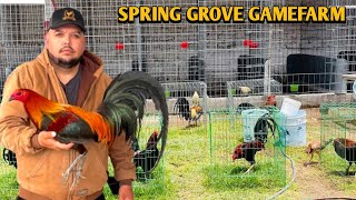 Brownred Grey Dom  SPRING GROVE FARM [upl. by Hegyera]