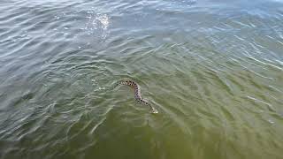 Puff adder swims the Keurbooms river [upl. by Fae]