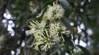 Tripodanthus acutifolius  flora argentina  Corpo  Yerba del Pajarito  Liga  Llave thica [upl. by Pavia]