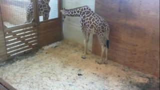 Animal Adventure Park Giraffe Cam [upl. by Einwahs]