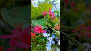 music song malayalam melody mohanlal mgsreekumarhitsongs kerala village nature [upl. by Yasmine834]