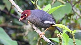 Chestnuthooded Laughingthrush 栗頭噪鶥 [upl. by Bigg]