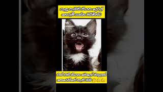 උබලට තෙරේනවද බන් 🤔😐 waitforend viralsong viralshort viralvideo tranding trendingshorts love [upl. by Zurciram741]