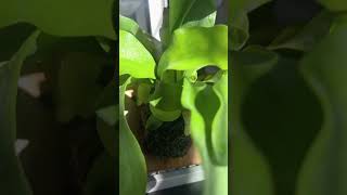 world rarest staghorn fern [upl. by Nonahs]