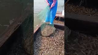 The process of catching freshwater river shrimp [upl. by Radu]