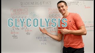 Glycolysis Explained Aerobic vs Anaerobic Pyruvate Gluconeogenesis [upl. by Favin]