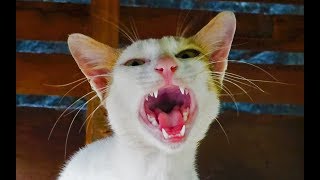 Cat meowing very loudly  Billi ki awaj  बिल्ली की आवाज [upl. by Lydia]