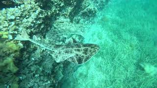 Sklat  angelshark Squatina squatina  first video in Adriatic Sea [upl. by Peskoff218]