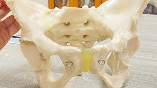 Anatomy of Pelvis  pelvis region  pelvis inlet and outlet  easy explanation [upl. by Clougher827]