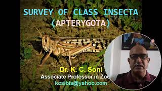 CLASSIFICATION OF INSECTAAPTERYGOTA [upl. by Inattyrb]