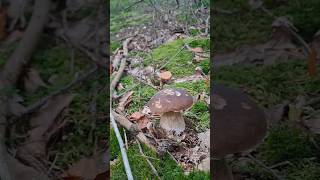 Boletus edulis mushroom грибы houby porcini grzyby boletus huby forest nature food キノコ [upl. by Schwejda]