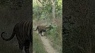 This evening bajirao male tiger 🐯 rukhad buffer tiger wildlife penchtiger shorts [upl. by Hiltner]