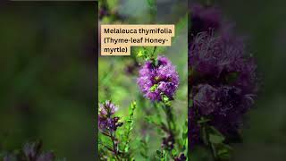 Melaleuca thymifolia Thyme leaf Honey myrtle [upl. by Eeuqram]