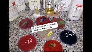 All essential culture media of Medical Microbiology Practical demo from a single table [upl. by Rodoeht179]