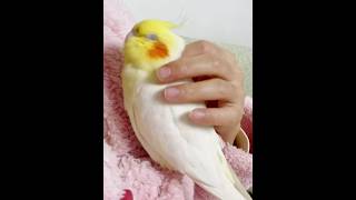 Adorable Cockatiels Cute Moments 🥰🦜 cockatielscraze birdscharm [upl. by Pesek]