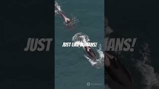 Mind Blowing Killer Whale Facts biofacts factshorts animals [upl. by Salim490]