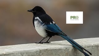 Black billed Magpie  Bird Sound for Pro Hunters [upl. by Osher]