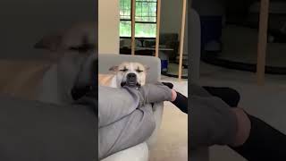 Our furry friends  funniest video  shorts funnyvideo shortsvideo cat dog funny pets [upl. by Sigfrid]