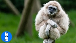 Cute Gibbons Playing amp Climbing [upl. by Spiro]