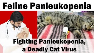 Feline Panleukopenia kiya ha  Deadly Viral Disease  Animalia Dot Pk  Vet Furqan [upl. by Obocaj]