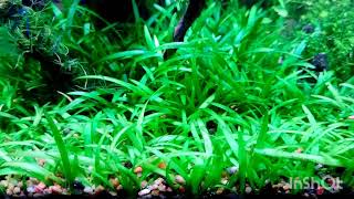 Dwarf sagittaria carpet plant [upl. by Sivad]