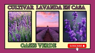 🪻Como Cultivar LAVANDA en casa fácil  OASIS VERDE [upl. by Thatcher]