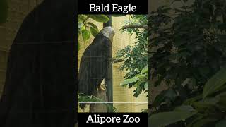 Bald Eagle at Alipore Zoo shorts [upl. by Sophy]